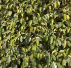 Provado Care rovarölő táprúd