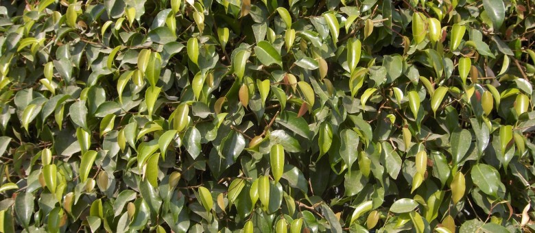 Provado Care rovarölő táprúd