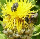 60. Növényvédelmi Tudományos Napok