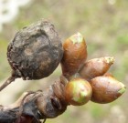 Zsigó György – Hasznos közlendők kertbarátoknak  – 2014/1