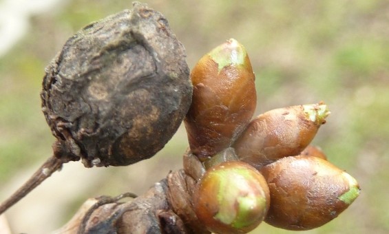 Zsigó György – Hasznos közlendők kertbarátoknak  – 2014/1