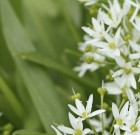 Elkezdődött a medvehagyma gyűjtése a Mecsekben