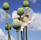 Mákálom tíz négyzetméteren, vagy egy mély cserépben