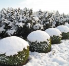 Terjed a puszpángvész