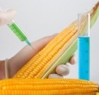 GMO-ra vonatkozó zéró toleranciát hirdetett a kormány