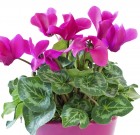 Új termék a Vertimec Pro rovarölő permetezőszer