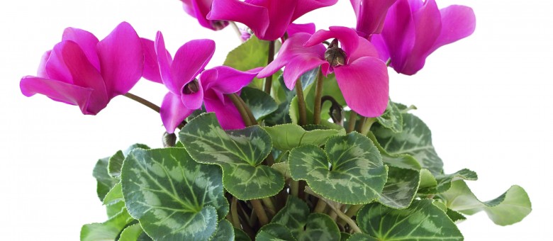 Új termék a Vertimec Pro rovarölő permetezőszer