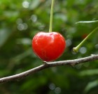 Zsigó György – Hasznos közlendők kertbarátoknak – 2014/4