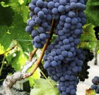 Drum 45 WG gombaölő permetezőszer néven is