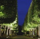 A nagy díszfákat ésszel kell metszeni