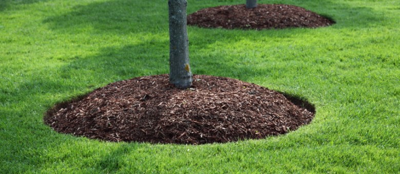 A gyümölcsfát nemcsak metszeni, etetni is kell