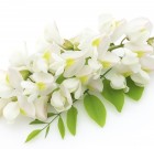 Az akácról tárgyilagosan