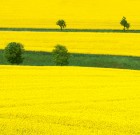 Propulse az új gombaölő permetező szer