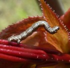 Zsigó György – Hasznos közlendők kertbarátoknak – 2014/5