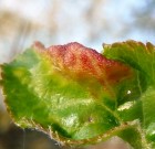 Zsigó György – Hasznos közlendők kertbarátoknak – 2014/6