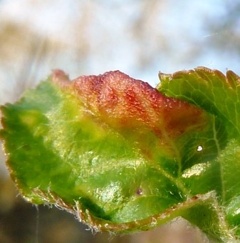 Zsigó György – Hasznos közlendők kertbarátoknak – 2014/6