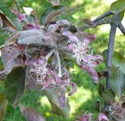 Zsigó György – Hasznos közlendők kertbarátoknak – 2014/9