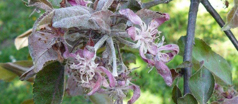 Zsigó György – Hasznos közlendők kertbarátoknak – 2014/9