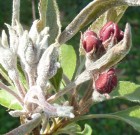 Zsigó György – Hasznos közlendők kertbarátoknak – 2014/7