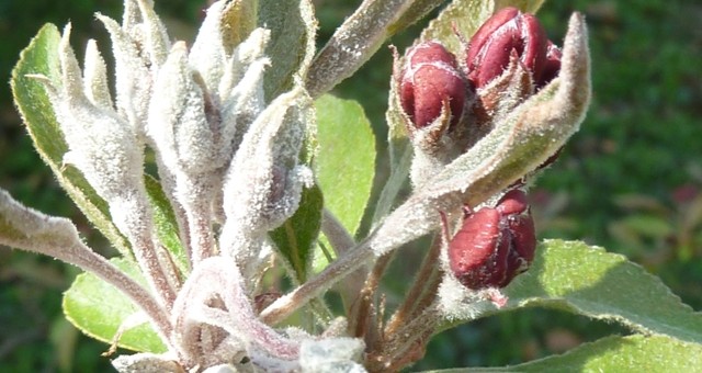 Zsigó György – Hasznos közlendők kertbarátoknak – 2014/7