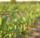 Ponant gyomirtó permetezőszer új név, változatlan minőség