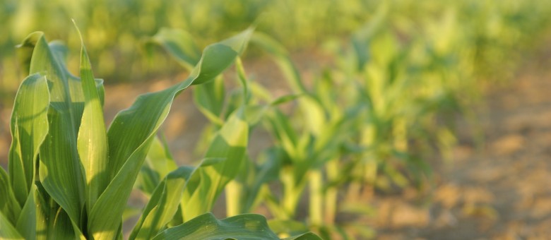 Ponant gyomirtó permetezőszer új név, változatlan minőség
