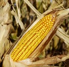 Új Oceal gyomirtó permetezőszer