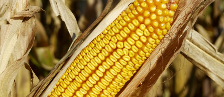 Új Oceal gyomirtó permetezőszer