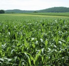 Minerve gyomirtó permetezőszer néven is