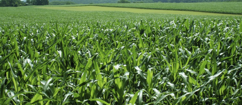 Minerve gyomirtó permetezőszer néven is