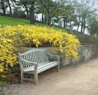 Az aranyfa ne maradjon metszetlenül