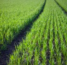 Új Medax Top növekedésszabályozó permetezőszer