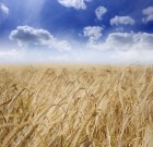 Új Trinity gyomirtó permetezőszer