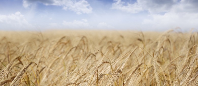 Új Trinity gyomirtó permetezőszer