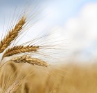 Új termék a Temporis EW rovarölő permetezőszer