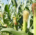 Hurrikán gyomirtó permetezőszer néven is