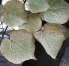 Zsigó György – Hasznos közlendők kertbarátoknak – 2014/8