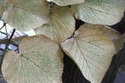 Zsigó György – Hasznos közlendők kertbarátoknak – 2014/8