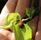 Zsigó György – Hasznos közlendők kertbarátoknak – 2014/10