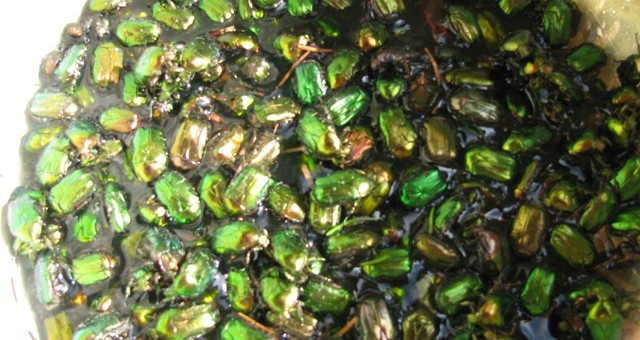 Zsigó György – Hasznos közlendők kertbarátoknak – 2014/12