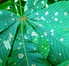 Időszerű növényvédelmi teendők a közterületeken