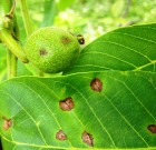 Zsigó György – Hasznos közlendők kertbarátoknak – 2014/13