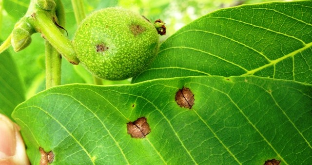 Zsigó György – Hasznos közlendők kertbarátoknak – 2014/13