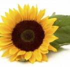 Priori Xtra gombaölő permetezőszer néven is