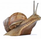 Új Limatak csigaölő szer