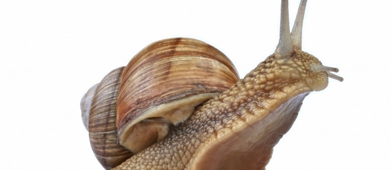 Új Limatak csigaölő szer