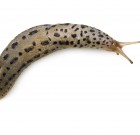 Metarex Inov csigaölő szer néven is