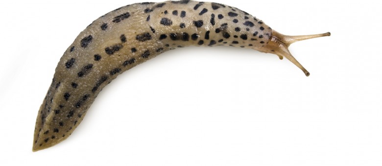 Metarex Inov csigaölő szer néven is