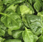 Piacon a Pyristar rovarölő csávázószer