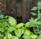 A fűszerkert létesítéséről nem lehet lekésni